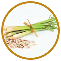 Vì Sao Tinh Dầu Sả Có Chức Năng Xua Đuổi Muỗi