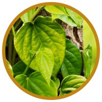 Lá Trầu Không Và Tác Dụng Chữa Bệch