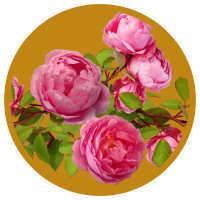 11 Những Lợi Ích Cho Sức Khỏe Của Tinh Dầu Hoa Hồng - Rose