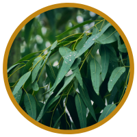 10 Lợi Ích Tuyệt Vời Cho Sức Khỏe Của Tinh Dầu Khuynh Diệp - Eucalyptus Globulus