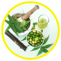 Các Bộ Phận Của Cây Sầu Đâu - Neem Đều Có Thể Dùng Làm Thuốc