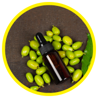 Dầu Hạt Neem - Sầu Đầu Bảo Vệ Cây Trồng Và Vật Nuôi