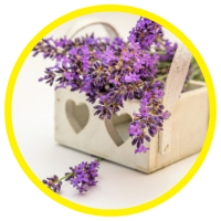 24 Công Dụng Mới Nhất Của Tinh Dầu Hoa Oải Hương