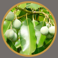 Dầu Mù U – Một Loại Dược Liệu Quý