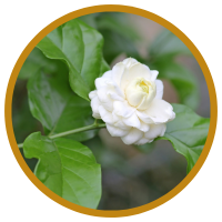 Bảo Quản Tinh Dầu Thiên Nhiên Đúng Cách